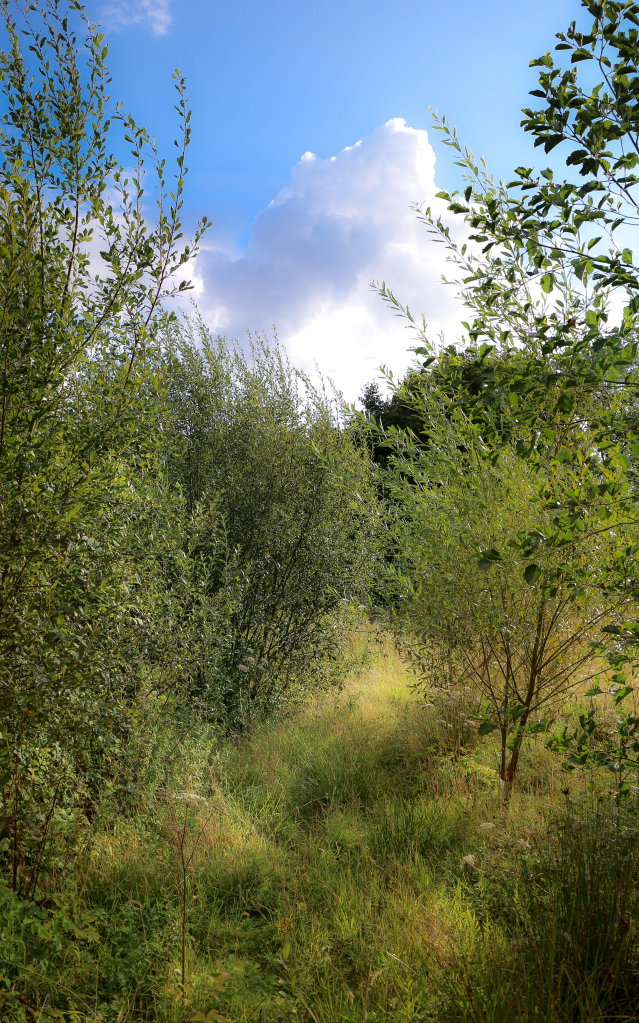 Scrub habitat in Betty's Wood - home to whitethroat and yellowhammer