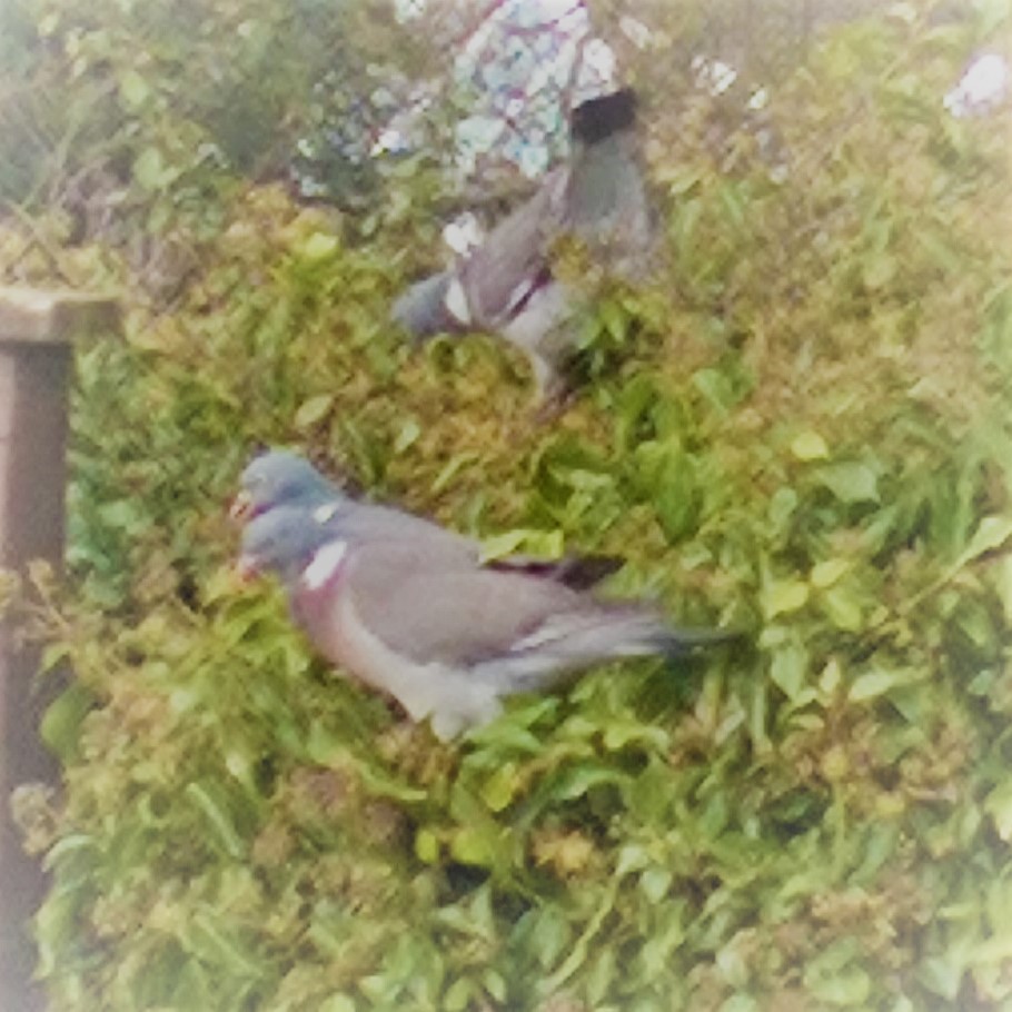 3 wood pigeon (2)