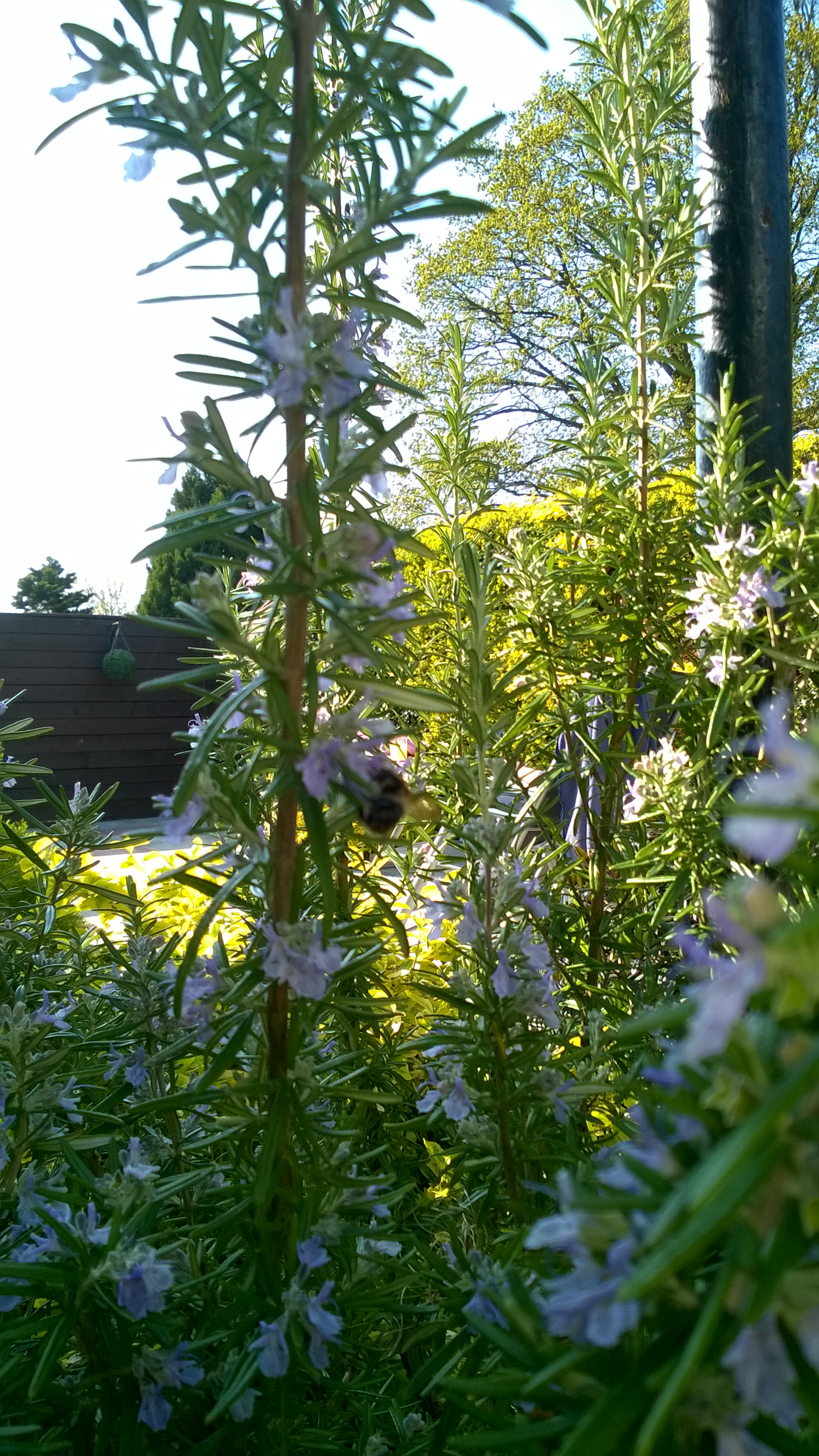 WP_20200416_16_24_09_Pro