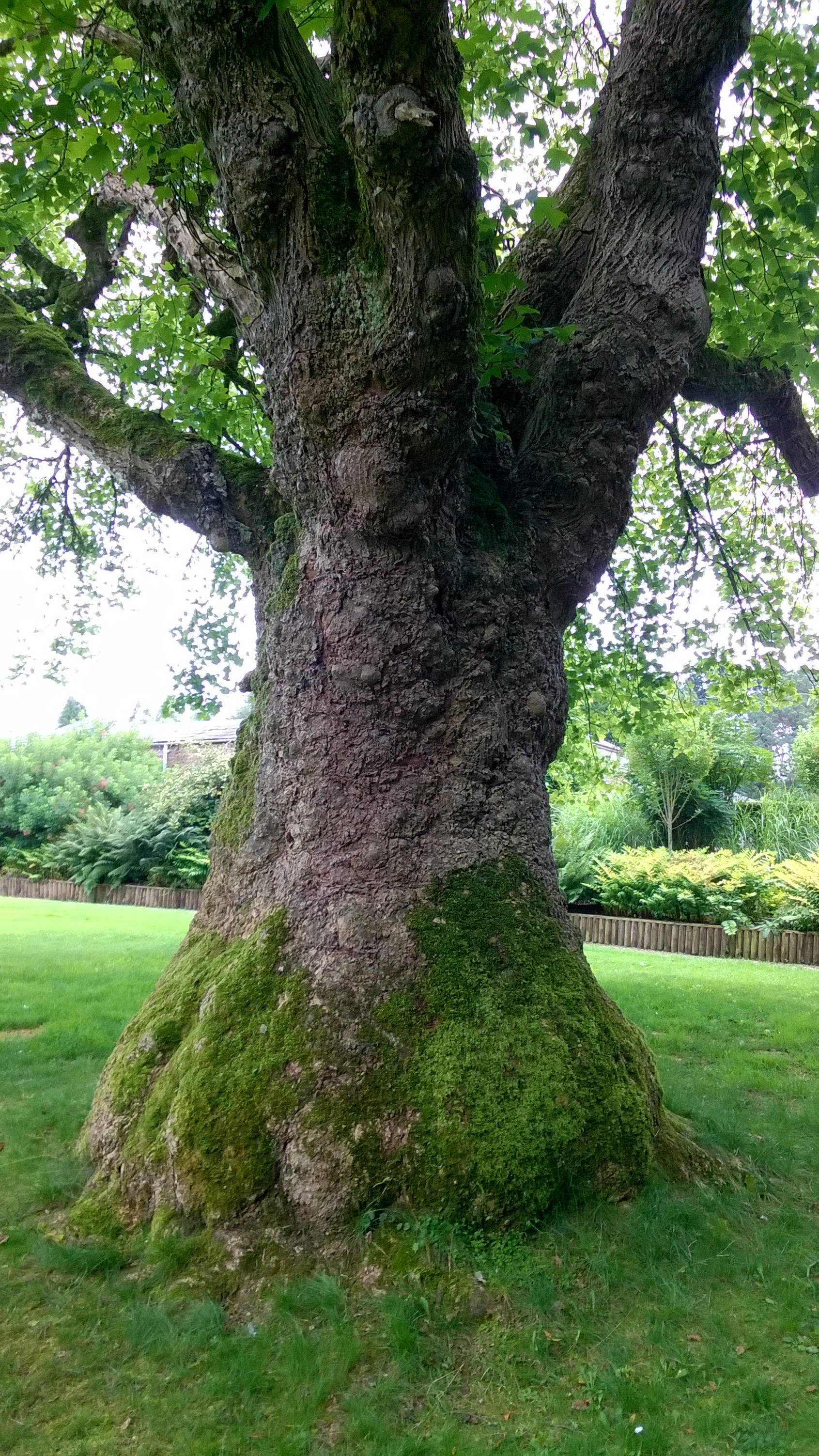 from her heart grows a tree