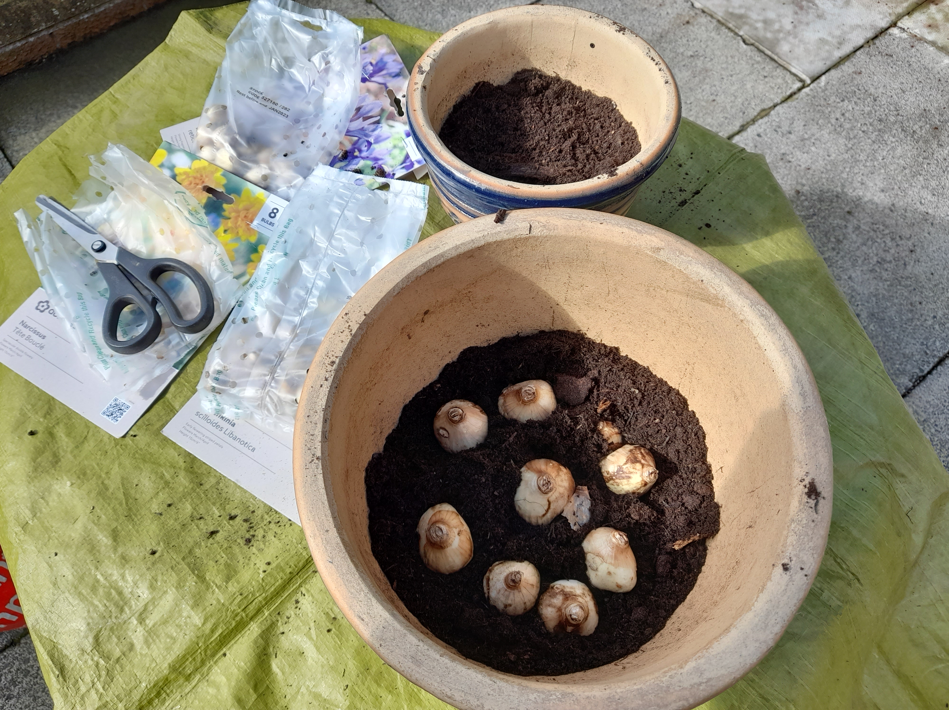 planting bulbs