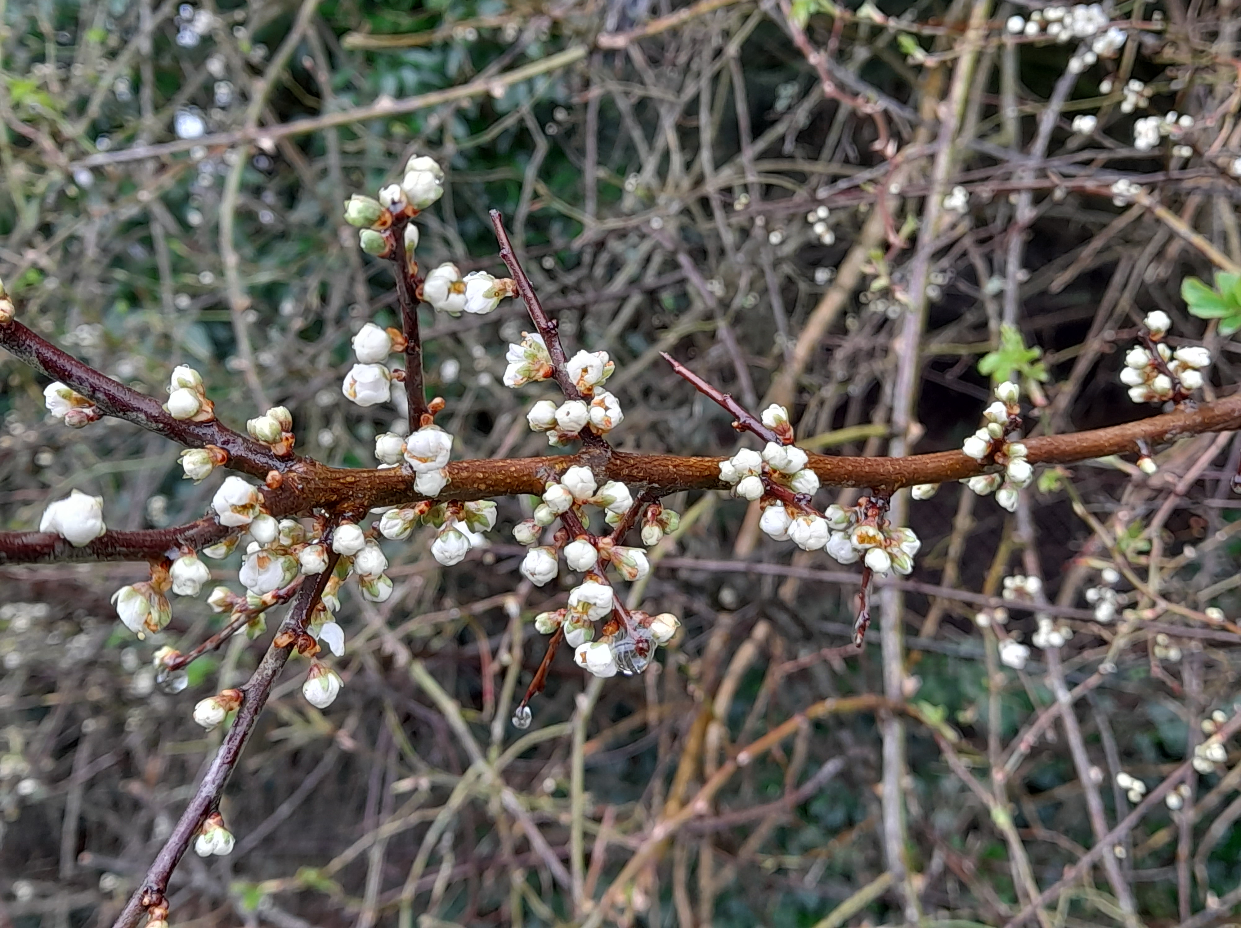 blackthorn 1