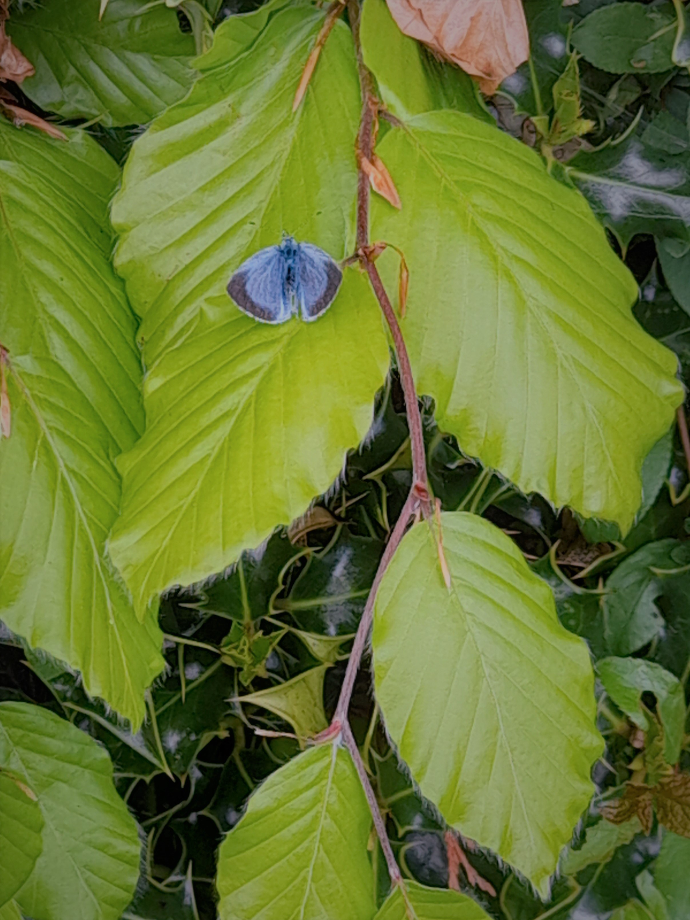 basking holly blue at sunset