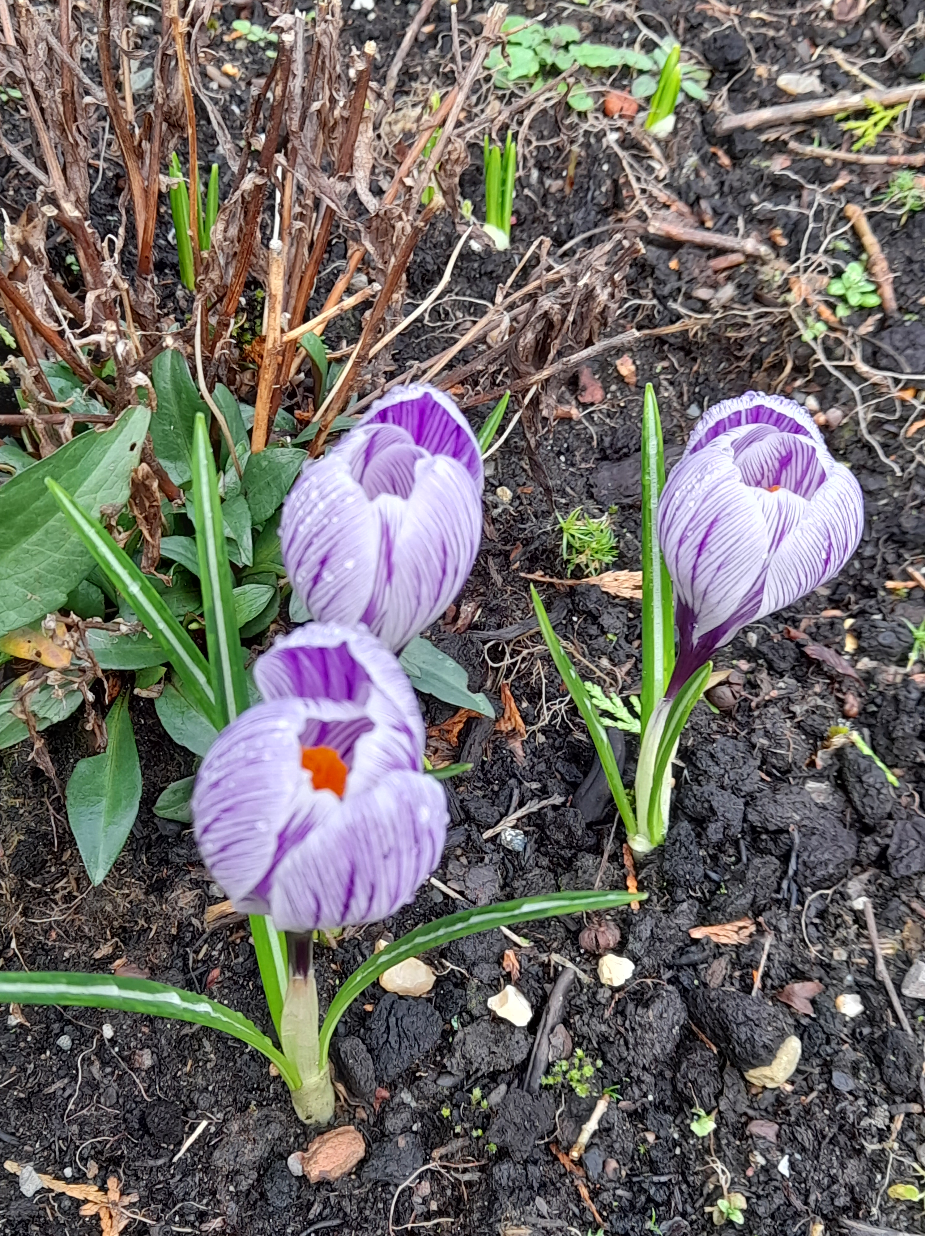 purple crocus 2